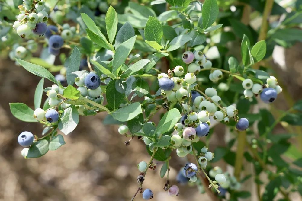Stop Berry Blueberries, known as the