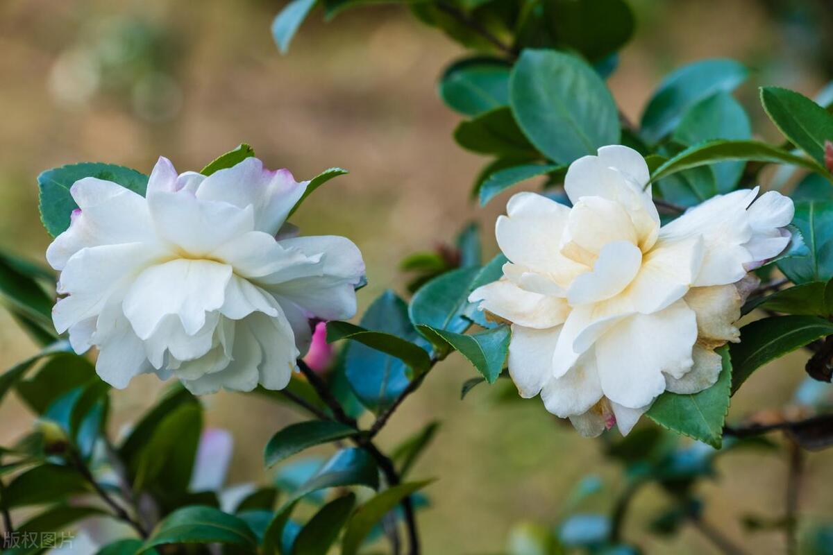 The trunk and leaves of the camellia tree at home are falling off, how to make it flourish again
