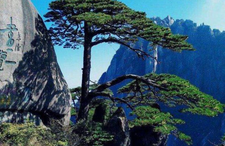 A tree in China is worth 5 million yuan per pound of "leaves", and it