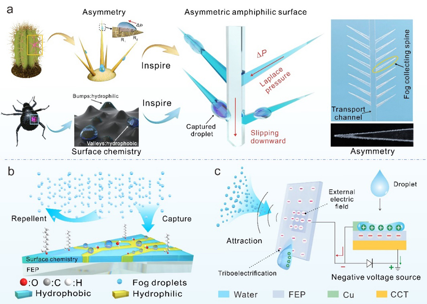 Professor Nie Shuangxi "Nature Communications": New cellulose material ...