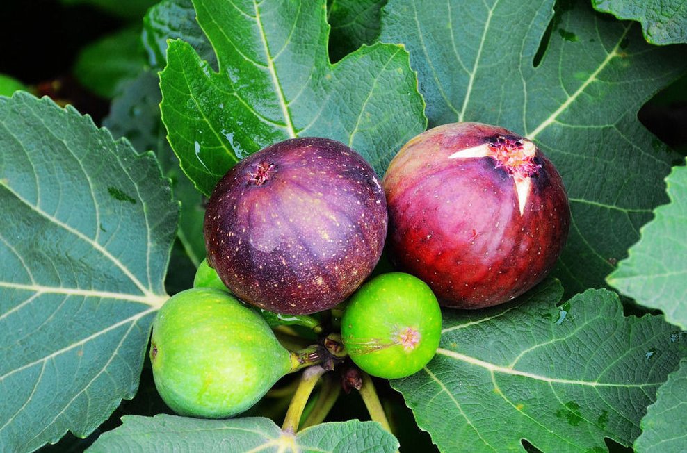 The fig tree actually blooms - iMedia