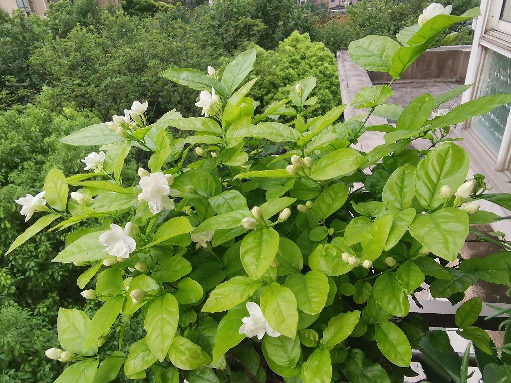 4 kinds of flowers can be called "watering can't die" iMedia