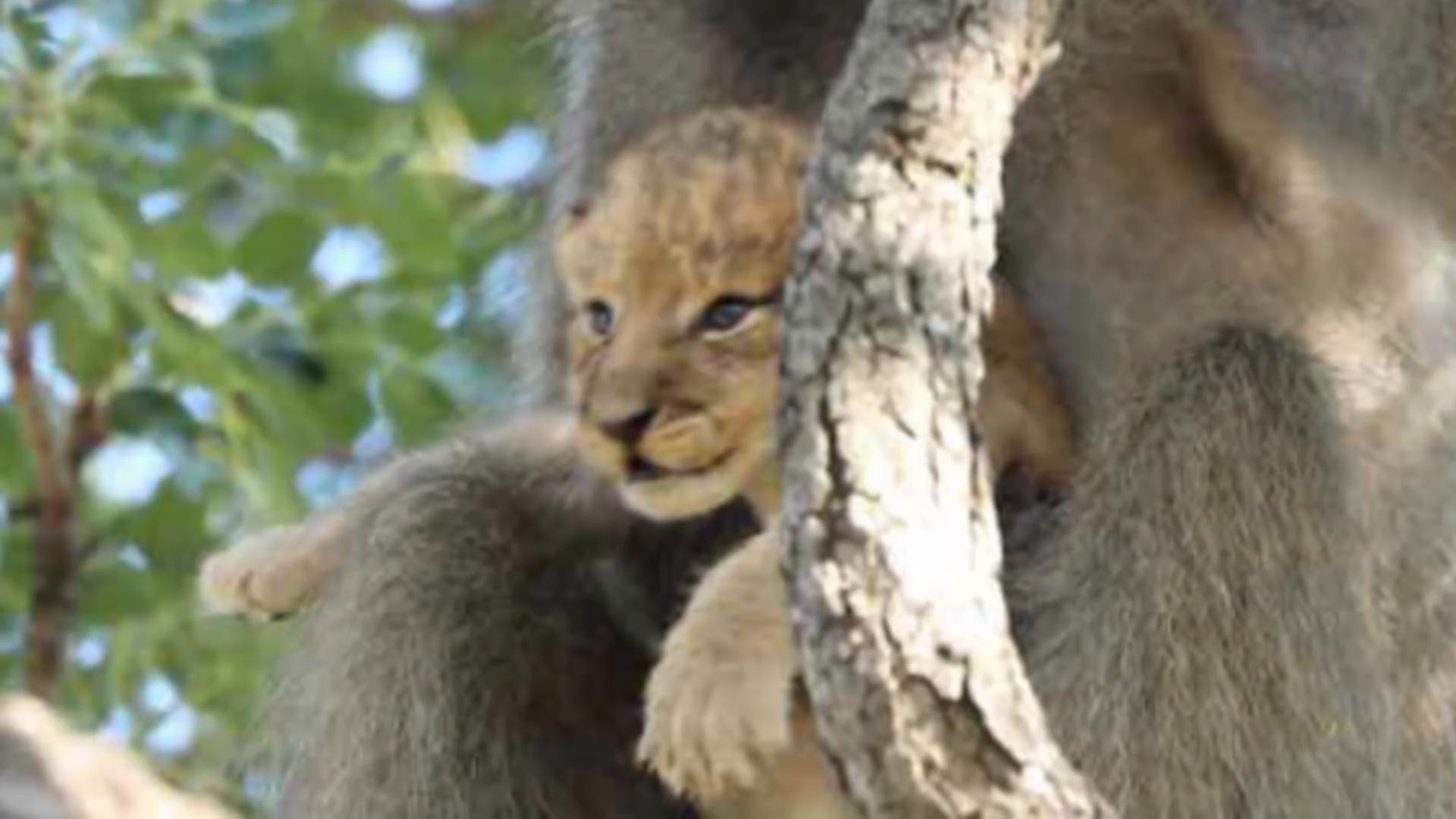 Baboons steal lion cubs, angry lions besiege baboons, why do baboons like  animal cubs? - iNEWS