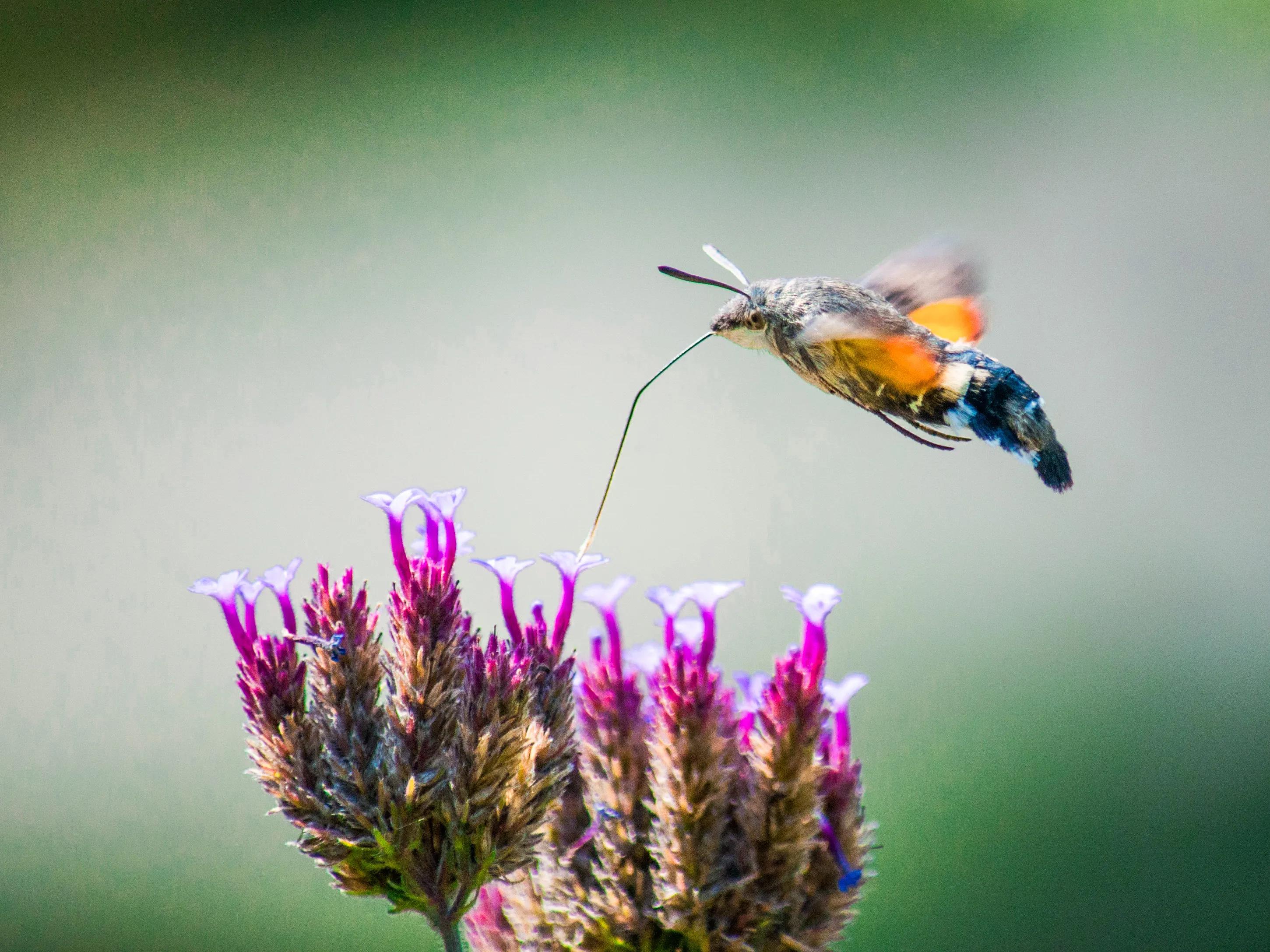 A group of large fluttering moths - hummingbird hawk moths photographed ...