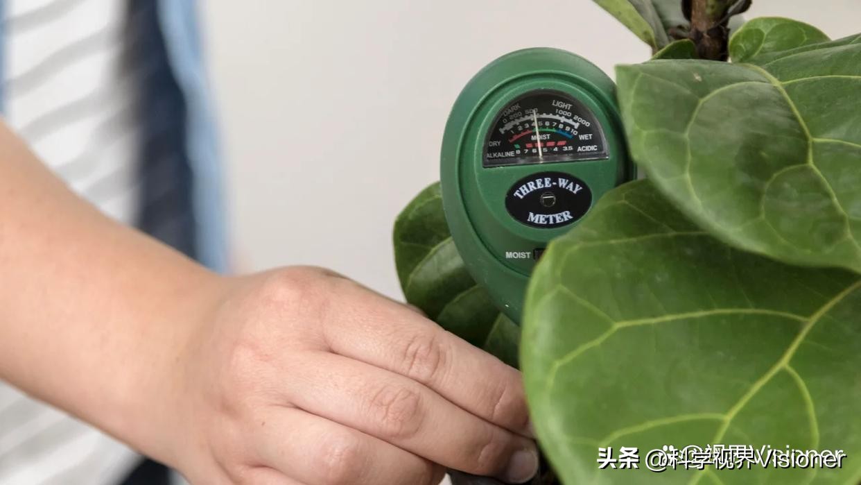 Indoor green plants will die if you water them, and they will wither if