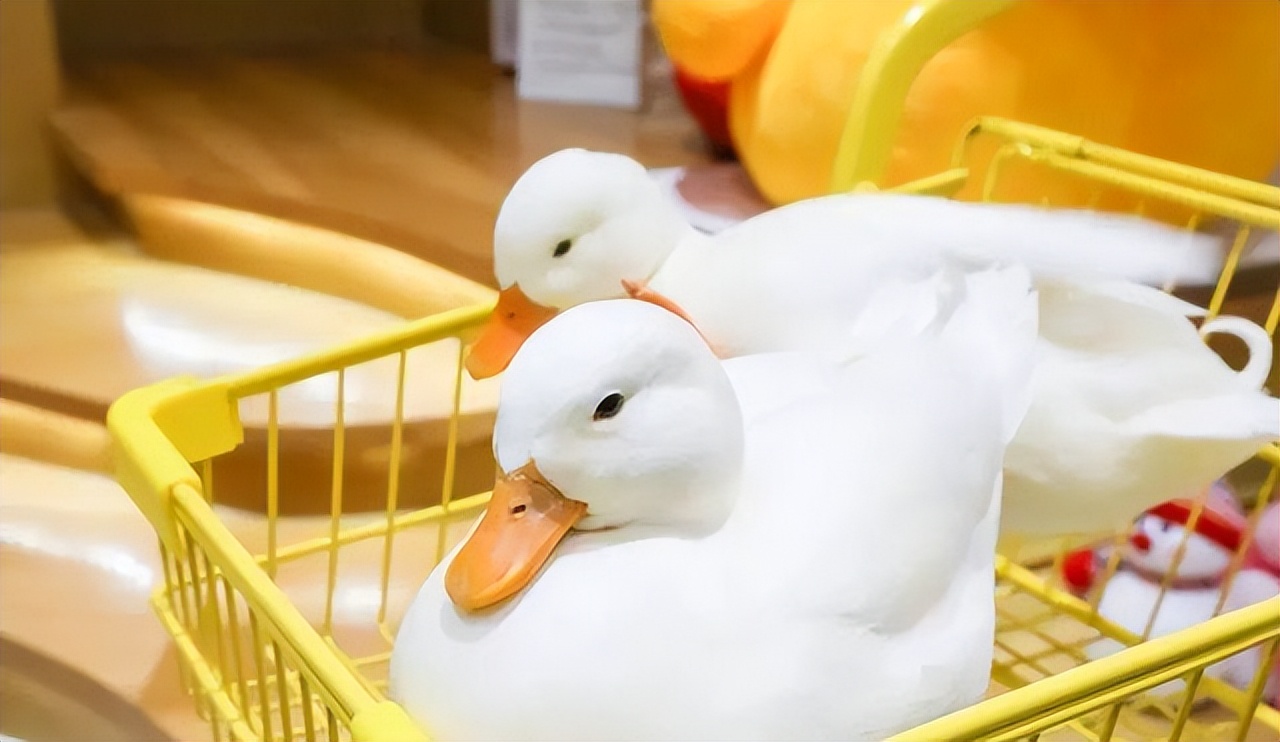 What is a Cole Duck?How much is a Cole Duck?Why is it so expensive?Are