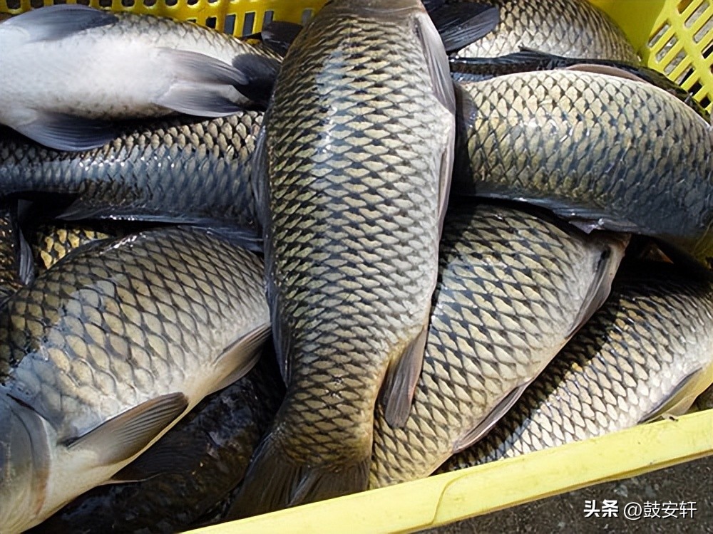 Can eating raw fish gallbladder improve eyesight? The old lady almost