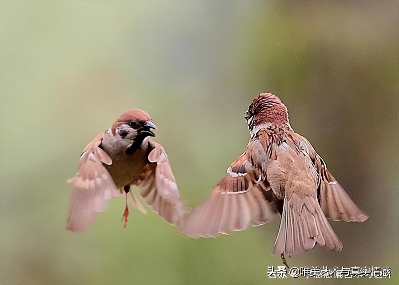 do-you-know-what-it-means-if-sparrows-appear-in-chinese-paintings-inews