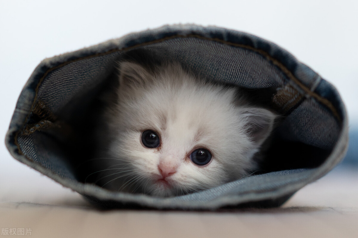 How much does it cost to raise a cat, how much does a puppet cat, and