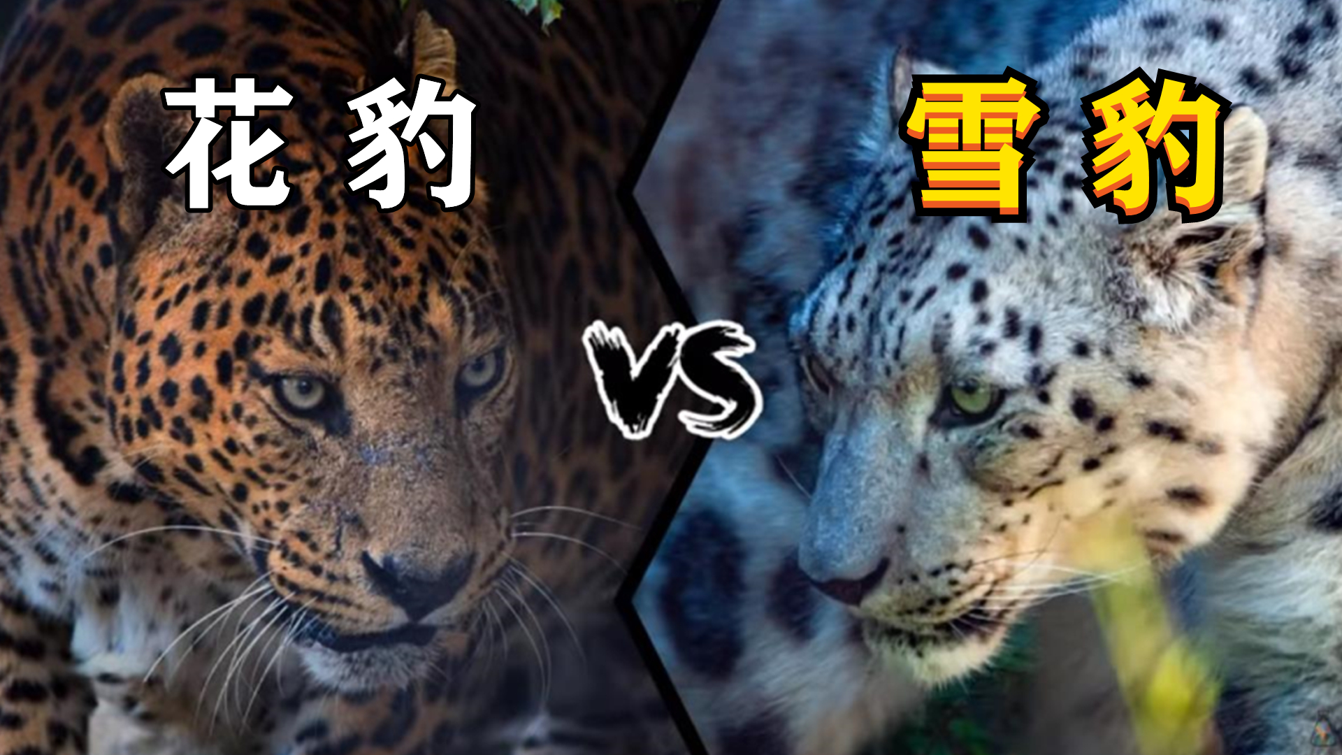 3天-马赛马拉经济实惠的共享陆地巡洋舰游猎- Bison Safaris - Safarigo, image size:1920x1080