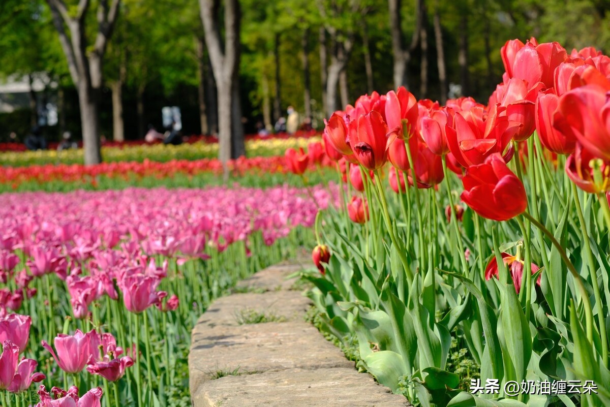 Guide to viewing flowers in April, the vibrant spring with a