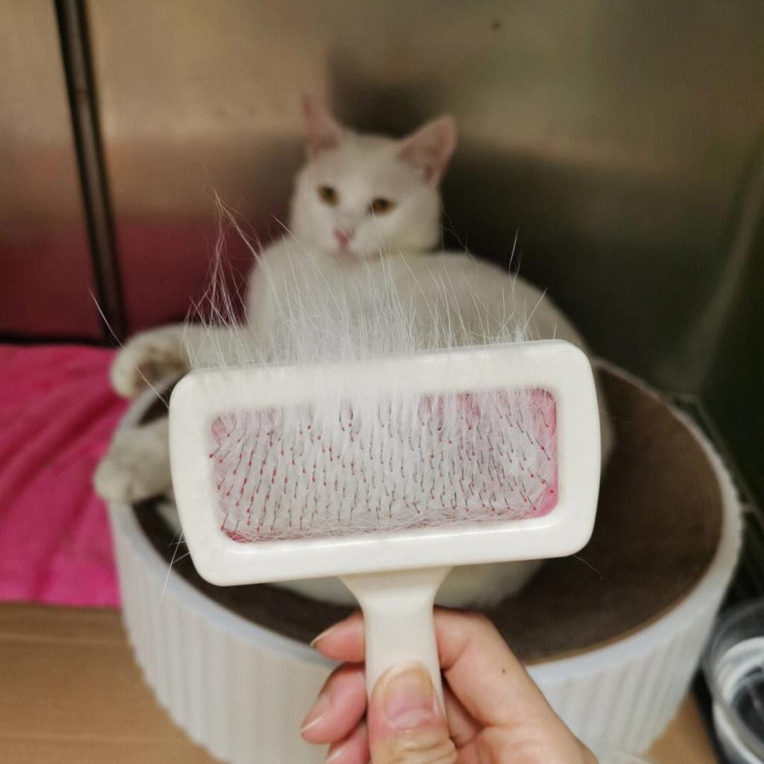 Cat hair "dissatisfied with flying"? Do these things well to eliminate