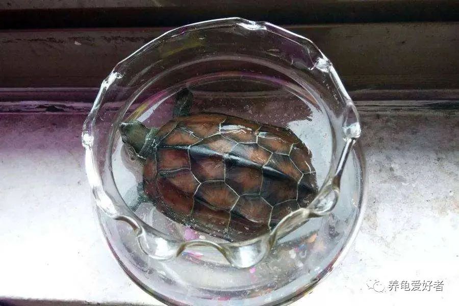 Is there the easiest way to raise turtles?it comes iNEWS