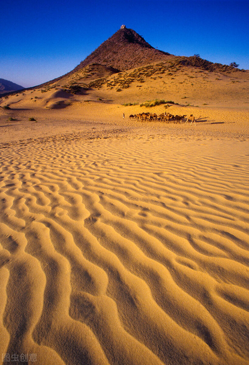 Do you know why camels can survive in the desert? - iNEWS