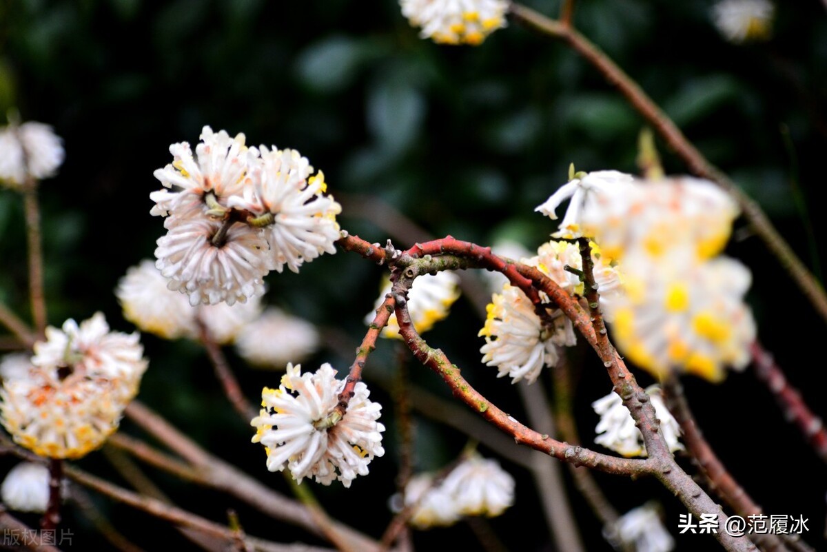 It can a flower that wraps around fingers softly, and it is a