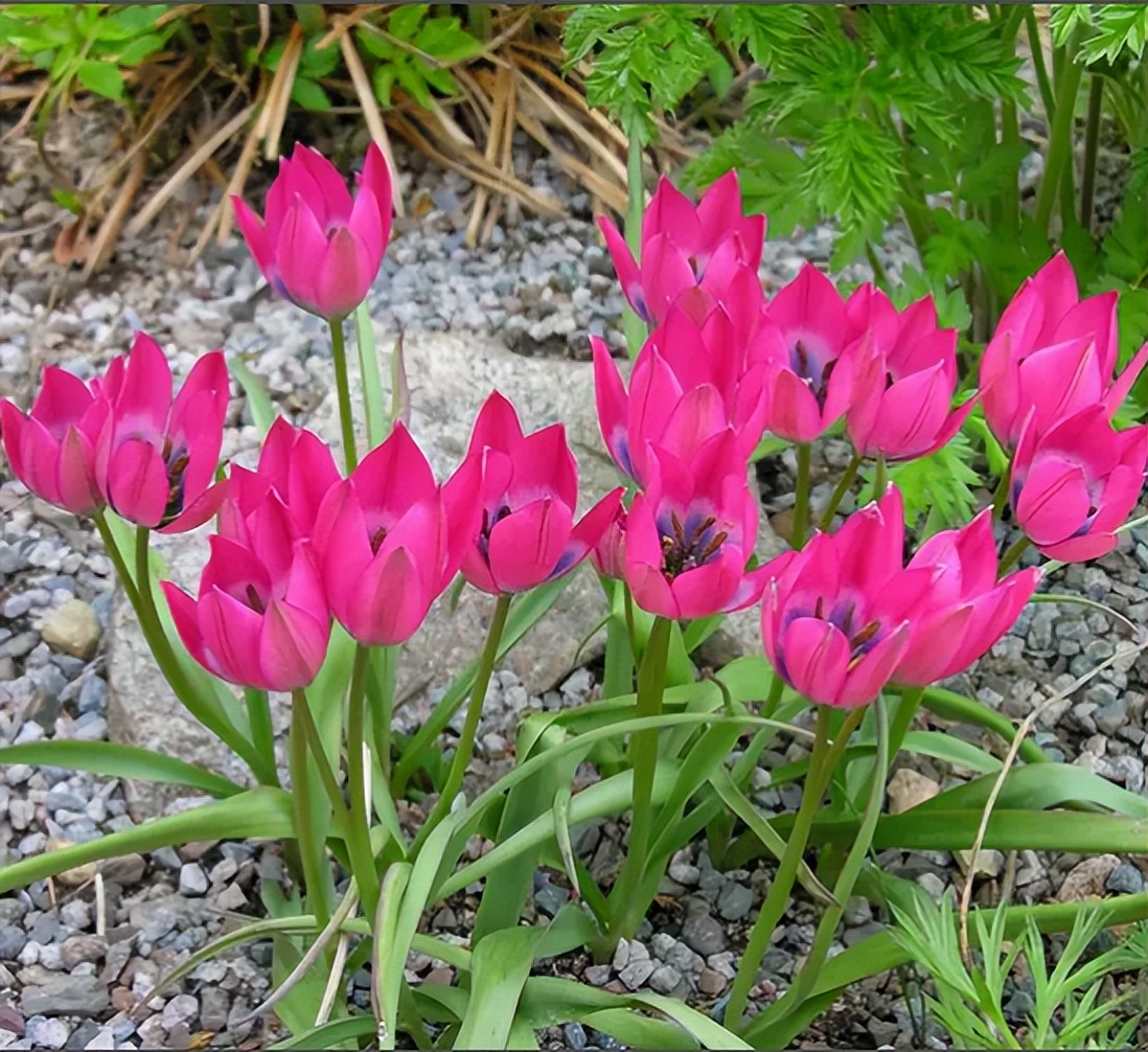 After the lovely little flower that blooms year after year iMedia