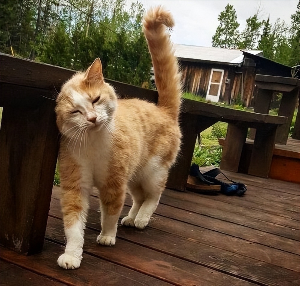 Why do cats rub against walls? Find out why cats rub against walls! iNEWS