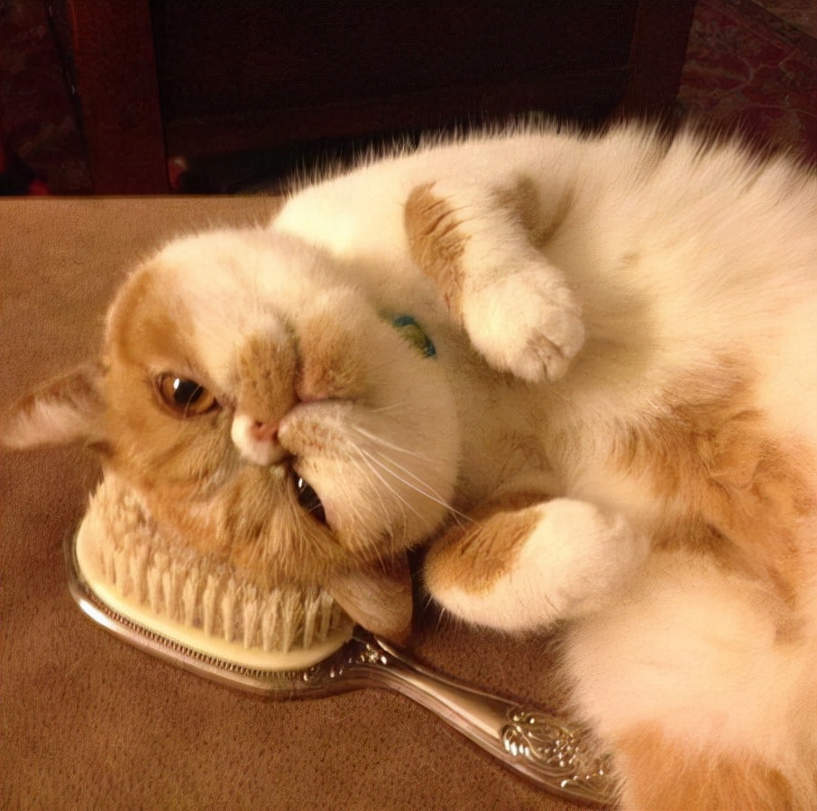 Why do cats roll on the ground?It has these meanings, how many do you