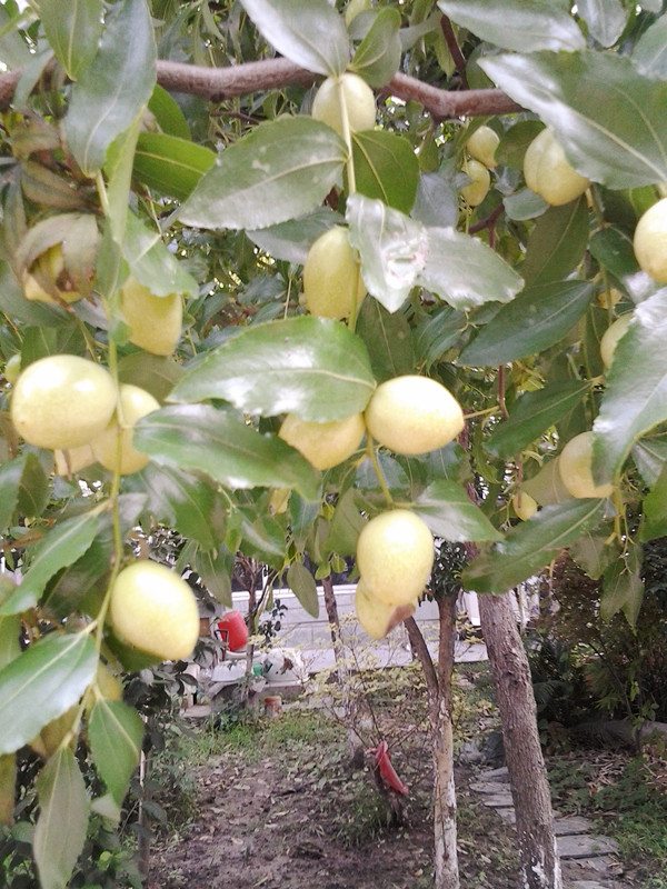 Yutang Fugui in Gardening - iNEWS