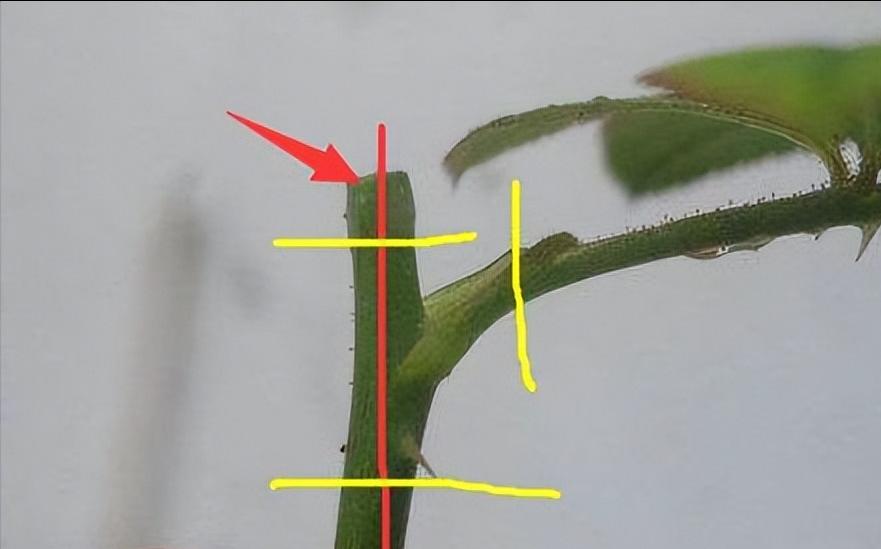 How to make a rose plant bloom in various colors iNEWS