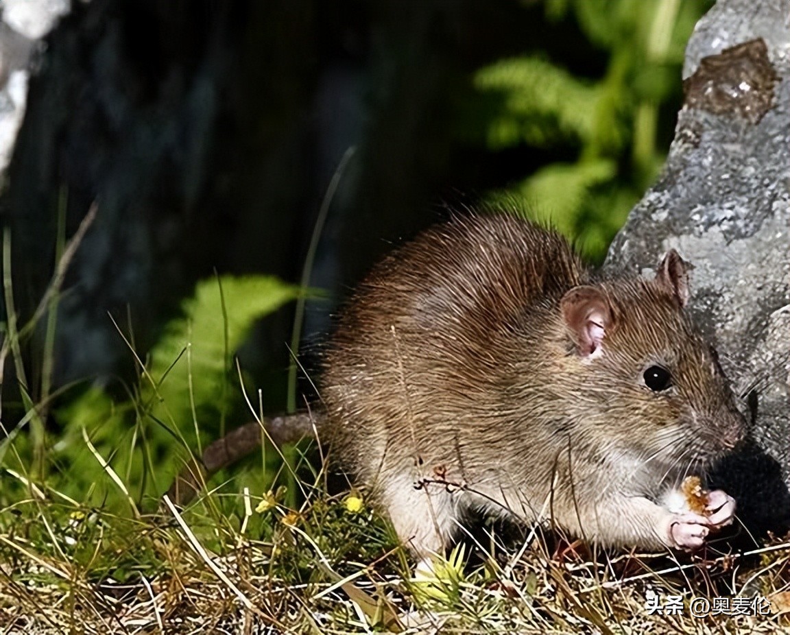 What would happen if all rats on the planet became extinct? New Zealand ...