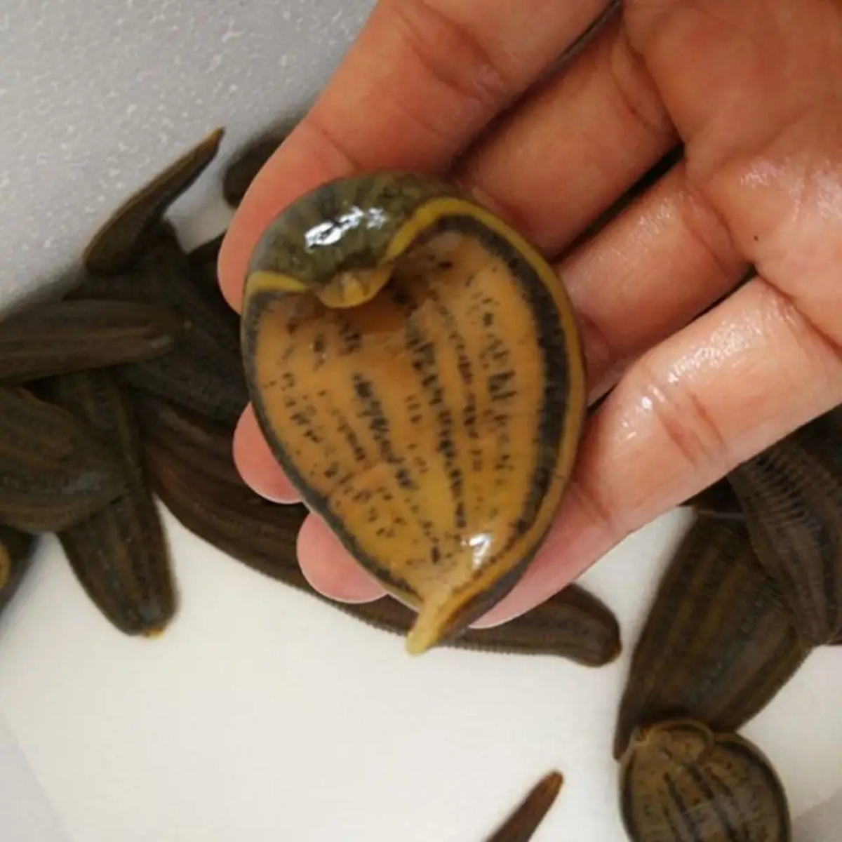 Are ugly leeches harmful to humans? After accidentally swallowing a