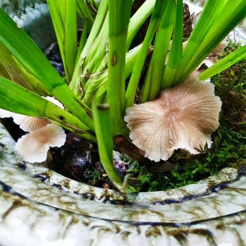 Reasons for mushrooms growing in orchid pots, their effects on orchids