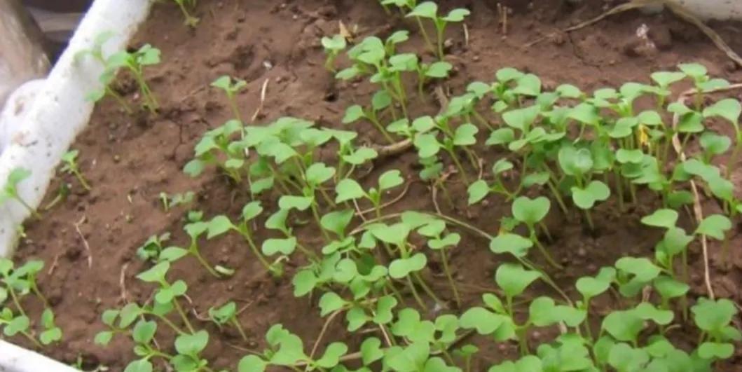 Teach you how to grow Chinese cabbage at home iNEWS