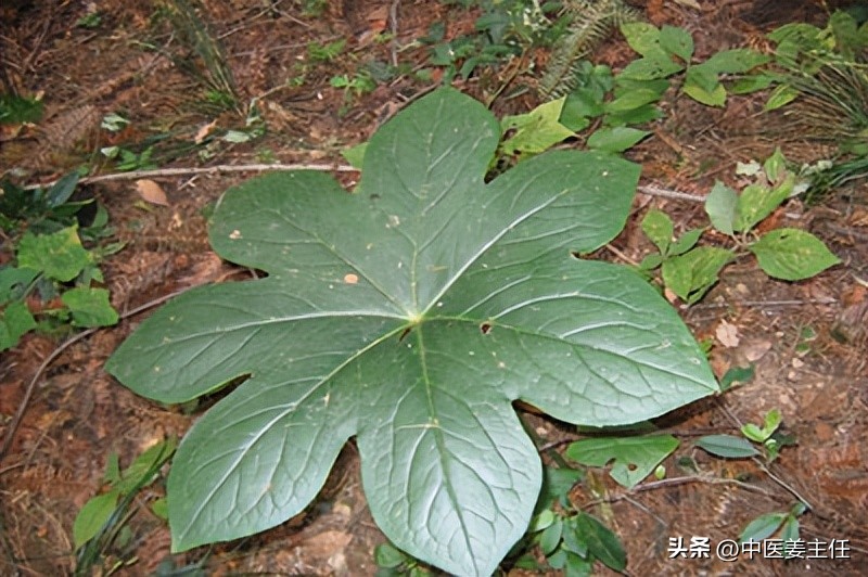 Share the anticancer medicine star anise lotus, born in the forest
