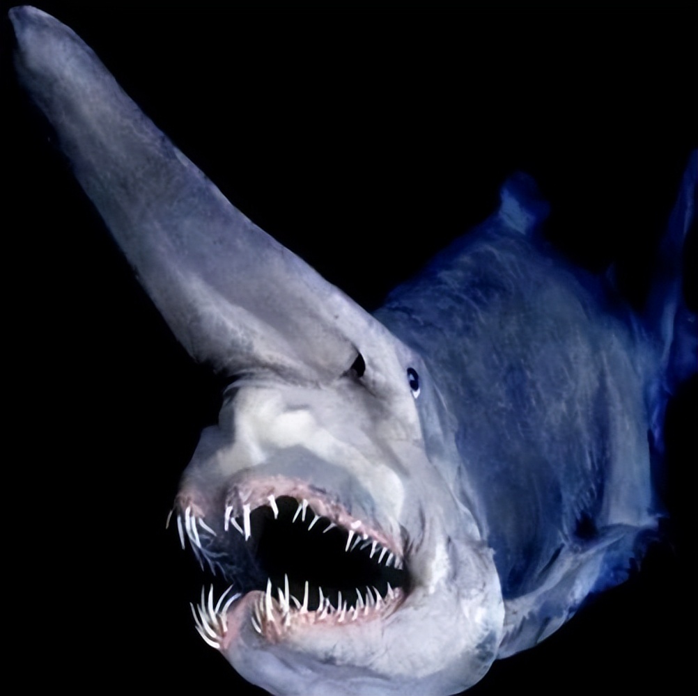 The Ghost Shark: A Mysterious And Ancient Creature - iNEWS