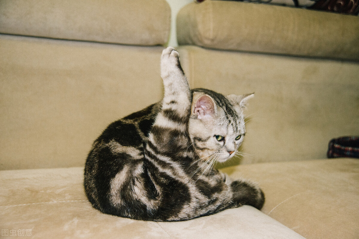 It is the first time to raise a cat, what kind of cat is better to keep?Which cat is less likely