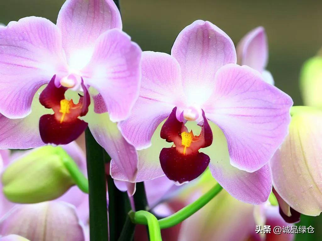 Do you know the potted plants that emit fragrance all year round? iNEWS