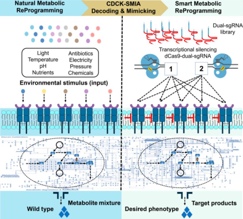 The team developed an intelligent metabolic reprogramming platform to ...