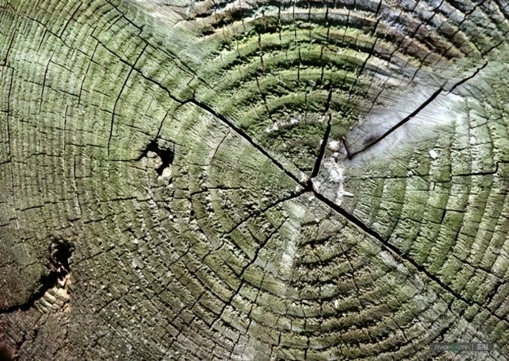 Unclear Growth Rings Shrub growth rings are natural history books, recorders of natural ...