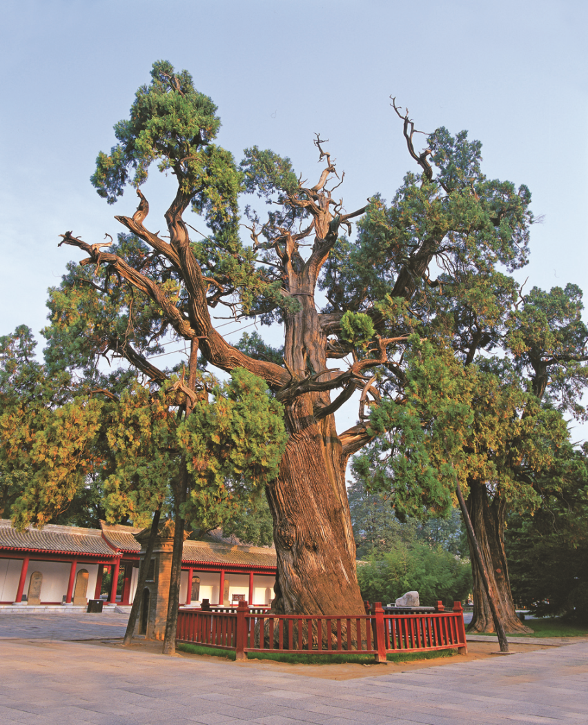 The 5 oldest trees in China, each over 5,000 years old, and all in one