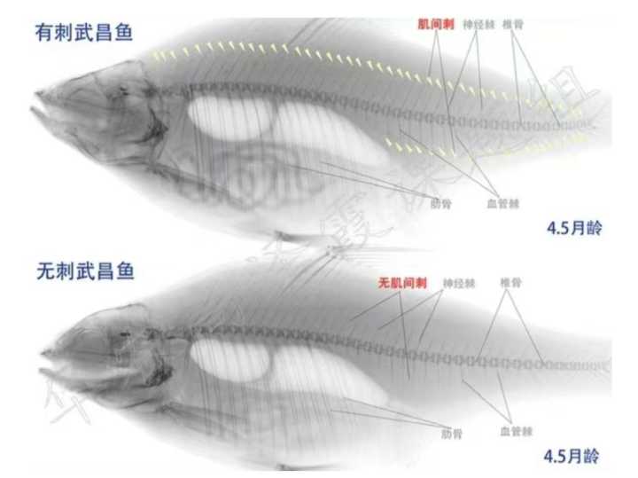 What is a spineless fish? This crucian carp has no bones! iMedia