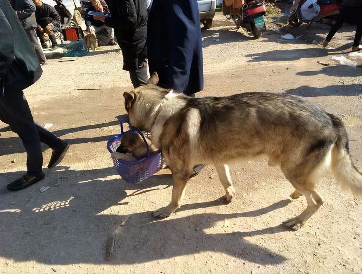 Why would a dog give you a baby?I don't understand, it's a failure to