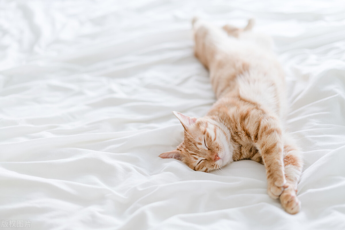 How should we prevent cats from snoring? iNEWS