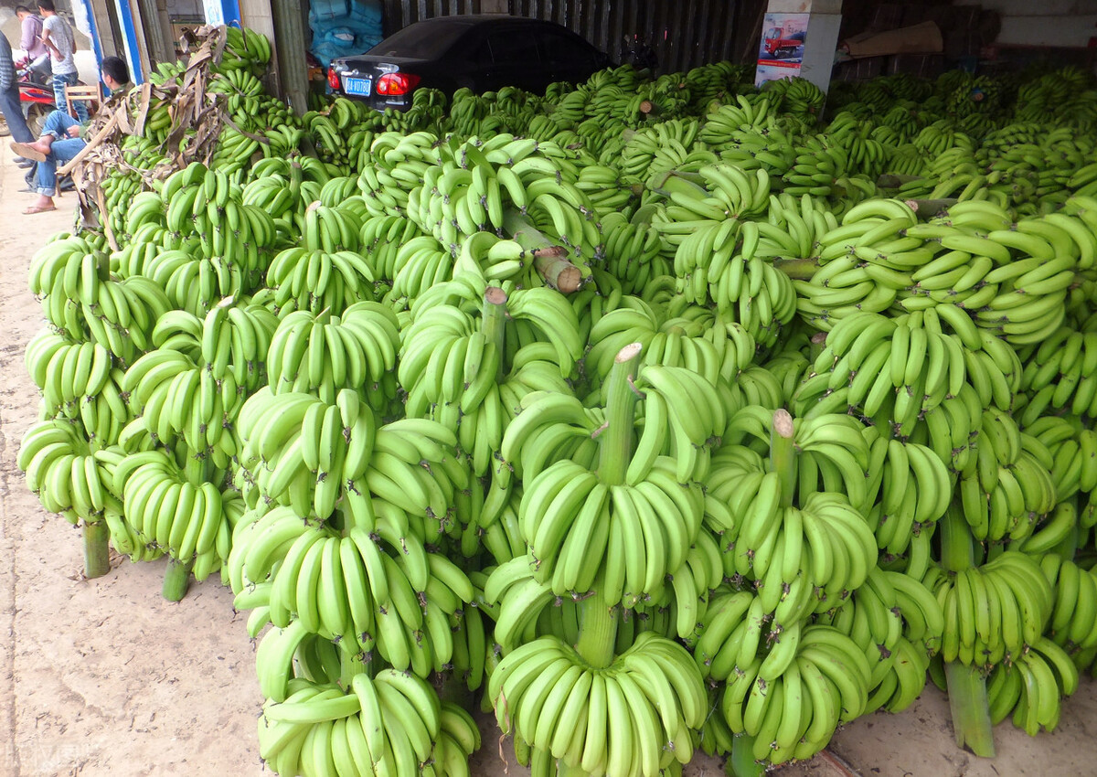 What is the difference between plantain and banana? iNEWS