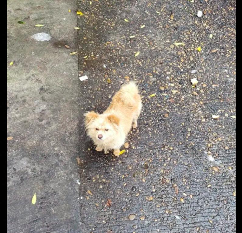 The school's stray dog was beaten to death for reporting it. Before