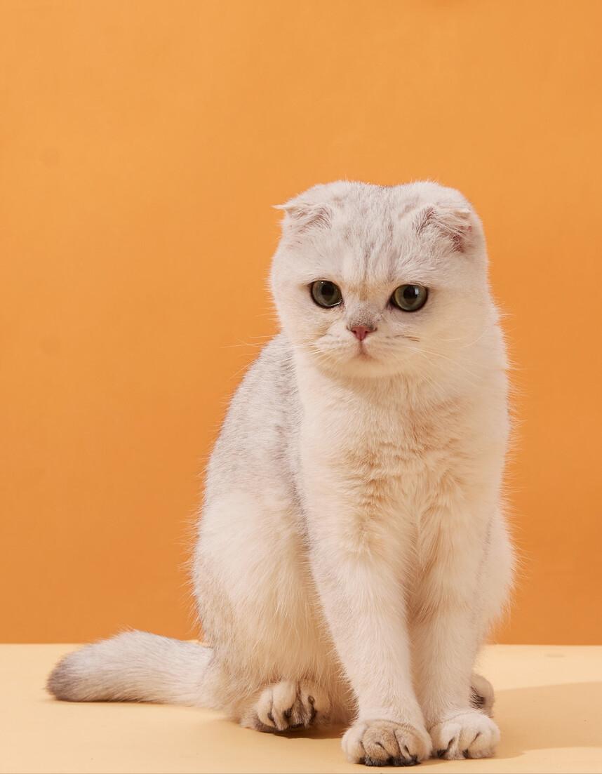 These kinds of cats have a short life span and don't spend a lot of