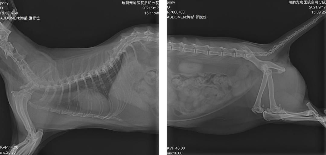 Veterinary laser physiotherapy for a case of congenital spinal ...