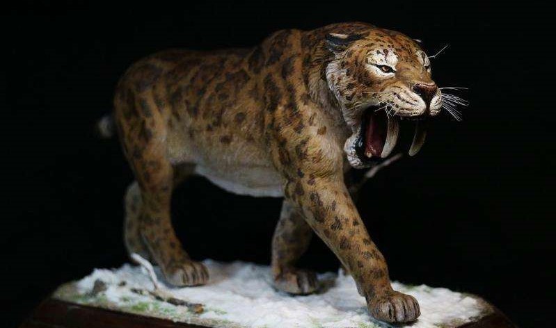 A subspecies of saber-toothed tiger appears in Africa? Able to live in ...