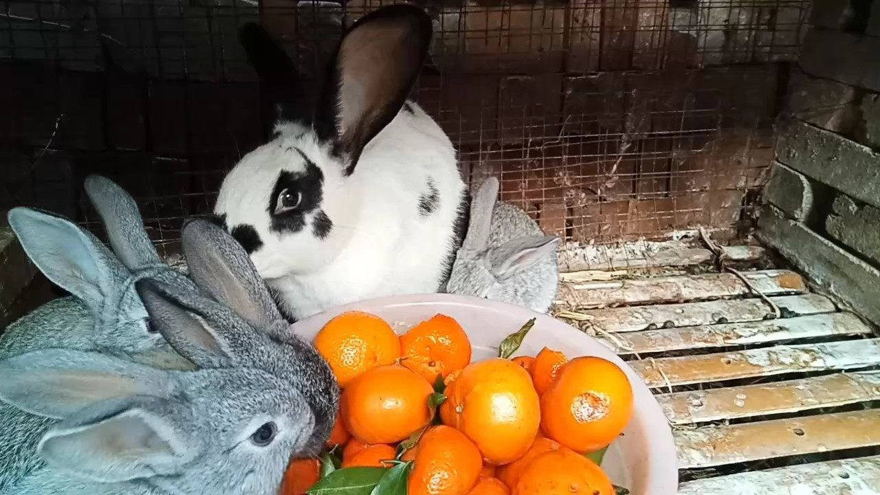 Why do rabbits like to eat orange peel? - iMedia