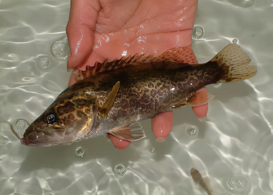 4 kinds of common fish with poisonous needles, if you catch it, be