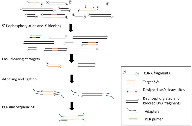 Simple and low cost!Nanopore-targeted sequencing detects genomic ...