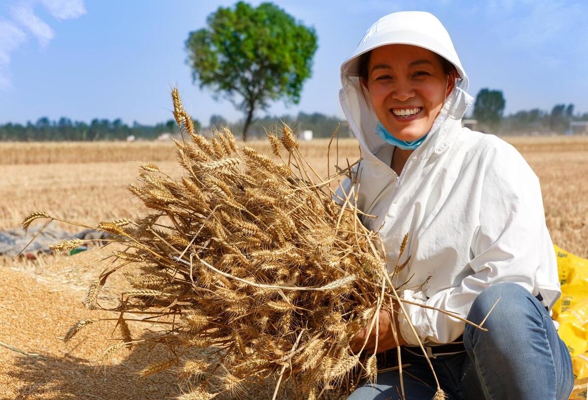 It's the wheat harvest season again, a Tang poem takes us back to the ...