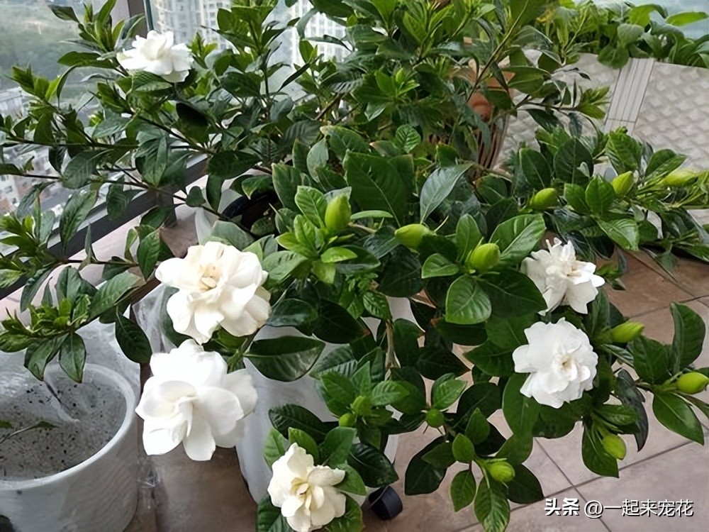 When raising gardenias in September, remember to master these "five