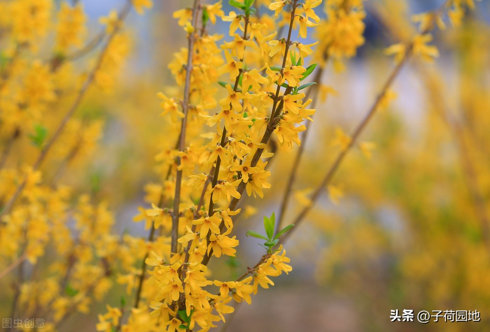 植物朋友迎春花图片