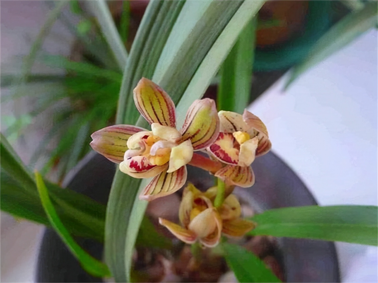 Don't keep peony tea flowers, this orchid smells like perfume, diligent